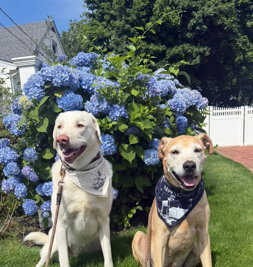 MMT Bandana